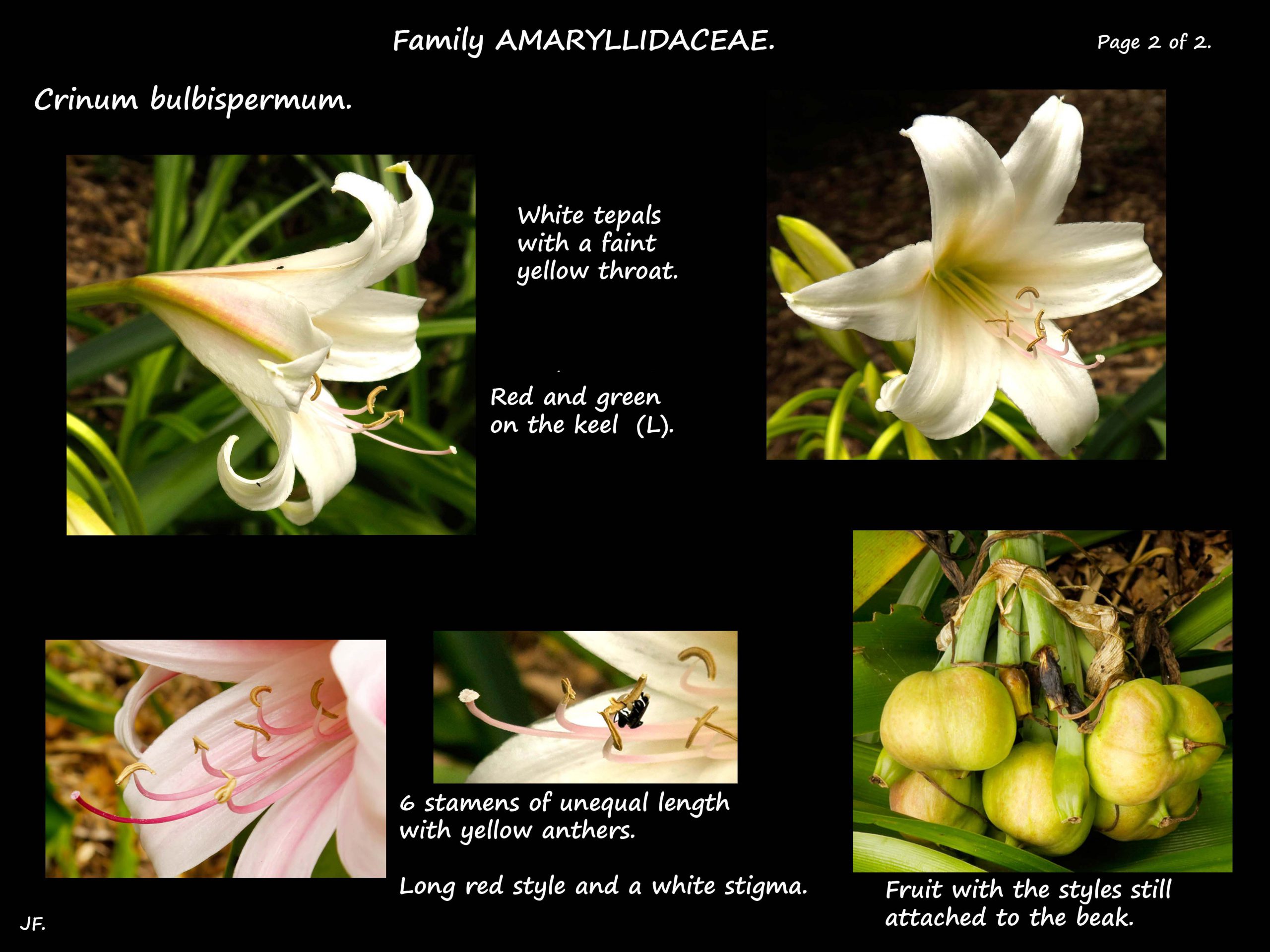 2 Crinum bulbispermum stamens & fruit